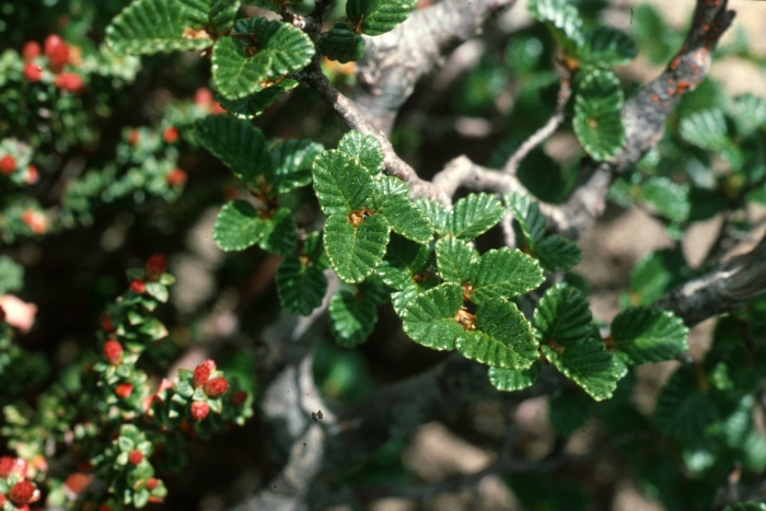 Нотофагус карликовый