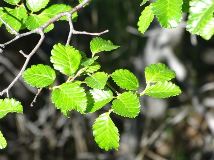 Nothofagus pumilio