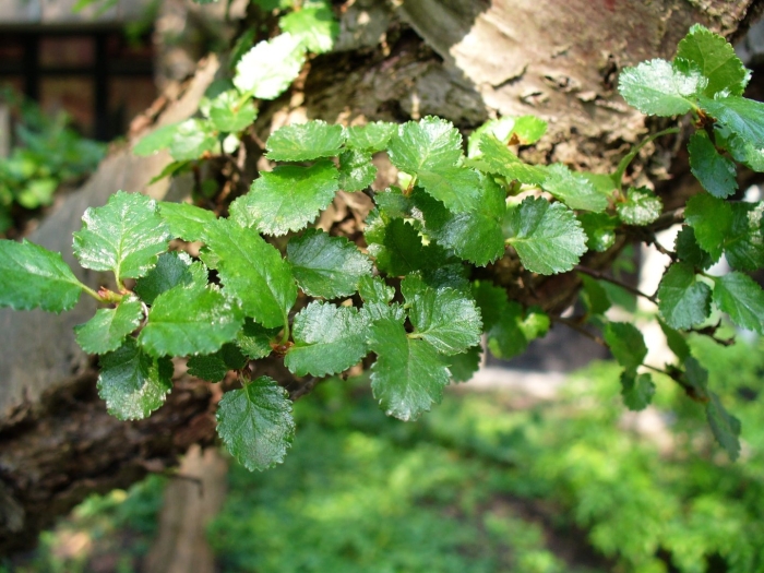 Nothofagus antarctica