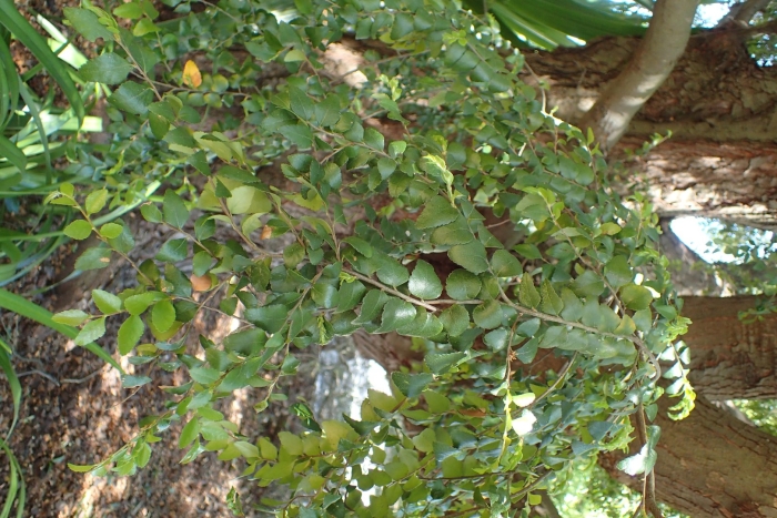 Nothofagus cunninghamii