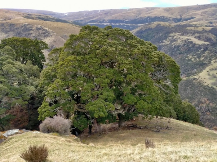 Нотофагус в новой зеландии