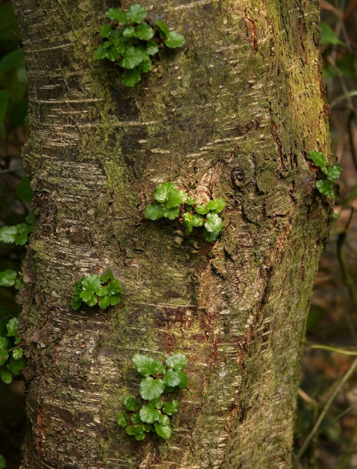 Nothofagus betuloides
