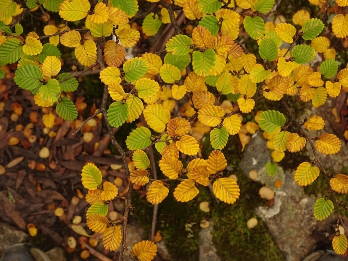 Nothofagus gunnii