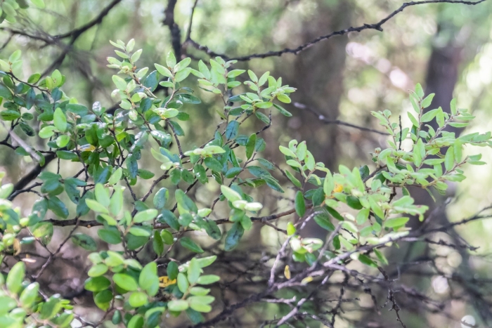 Nothofagus cliffortioides