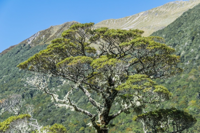 Нотофагус в новой зеландии