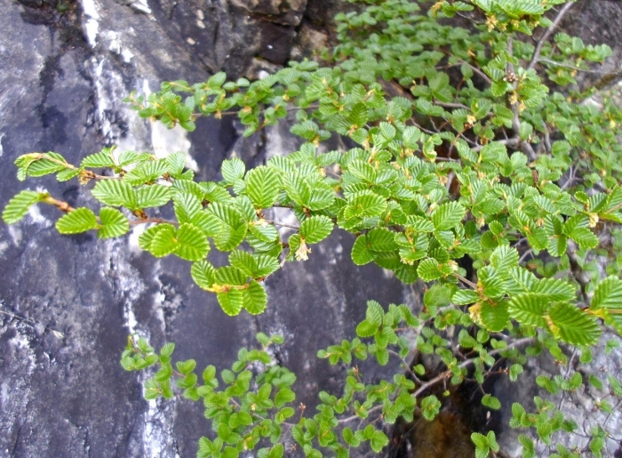 Nothofagus gunnii