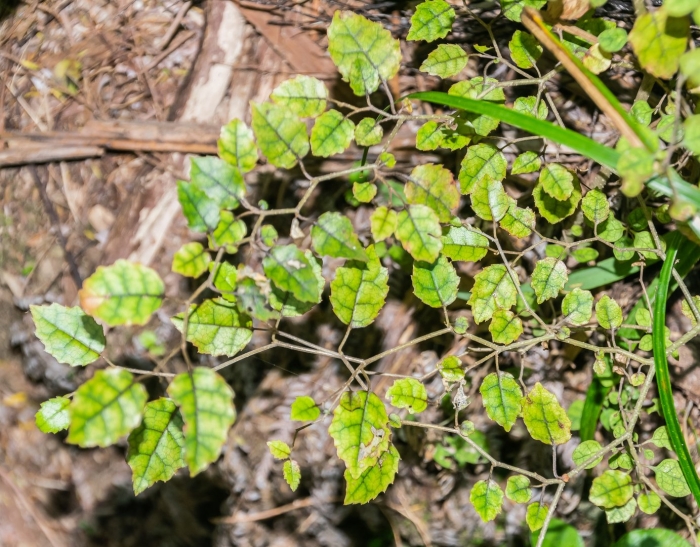 Nothofagus solandri
