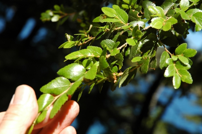 Nothofagus dombeyi
