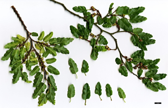 Nothofagus obliqua