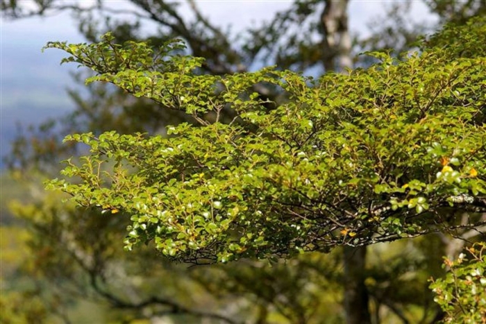 Nothofagus menziesii