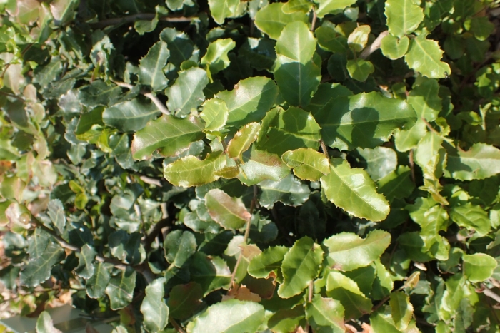 Quercus ilex