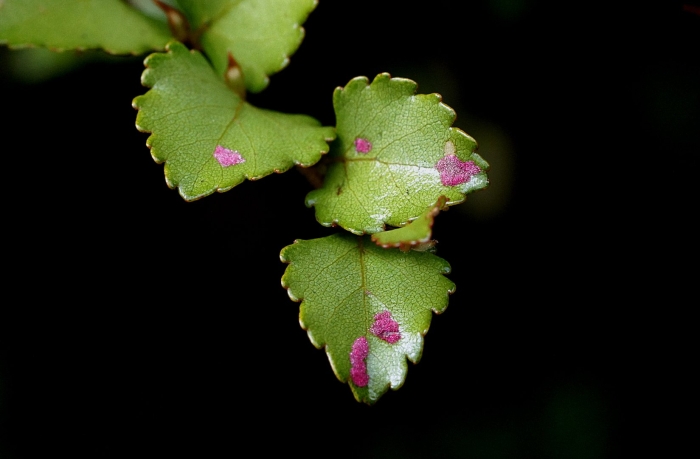 Nothofagus fusca