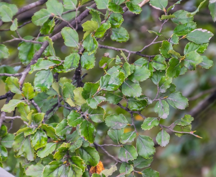 Nothofagus solandri