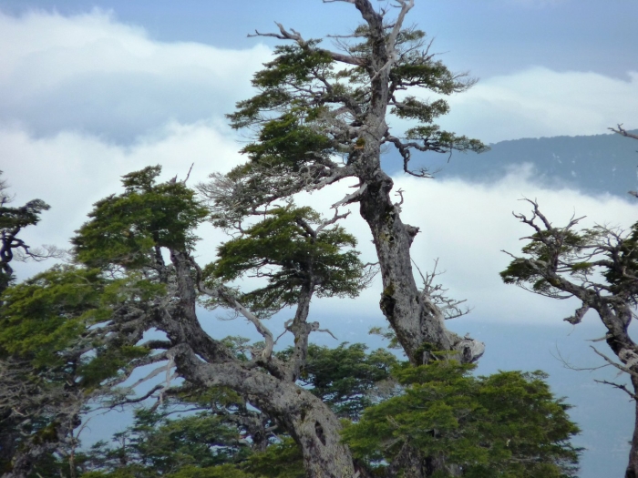 Нотофагус южный бук