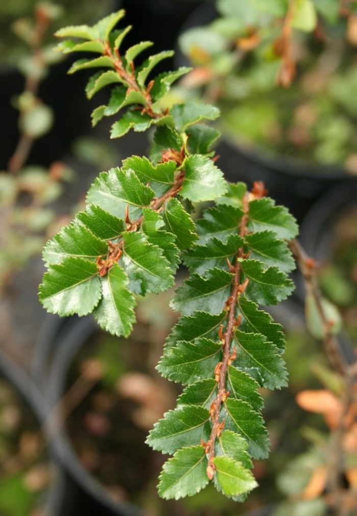 Nothofagus betuloides