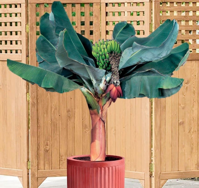 Банан кавендиш карликовый