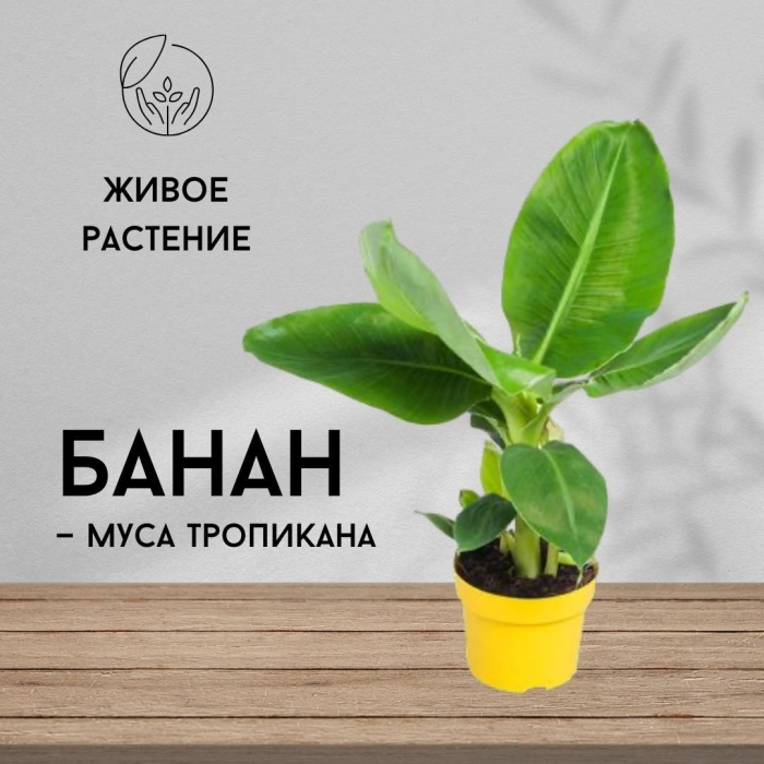 Банан комнатное растение