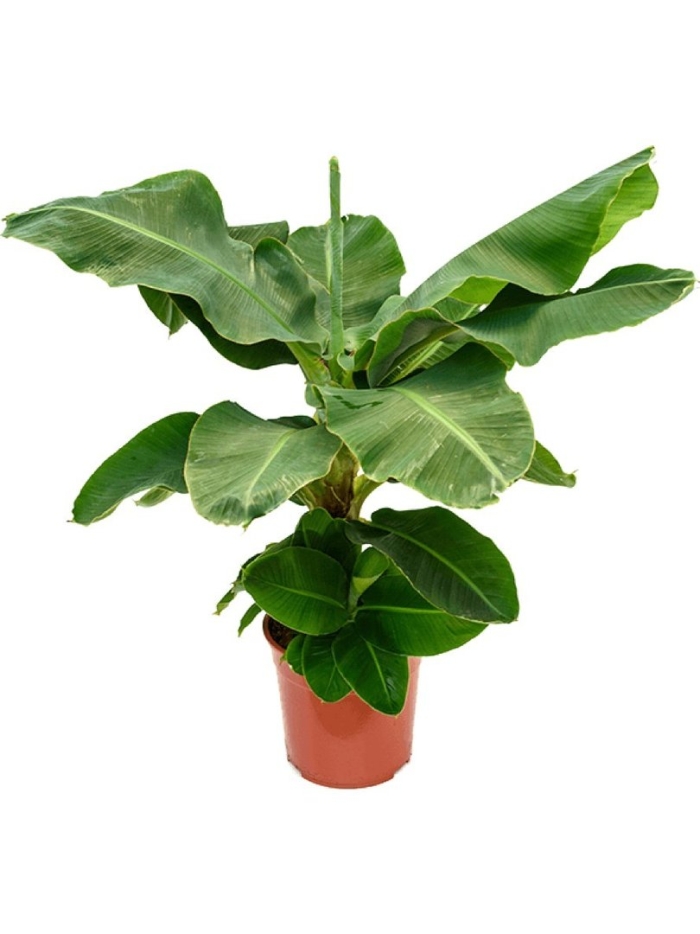 Банан муса тропикана