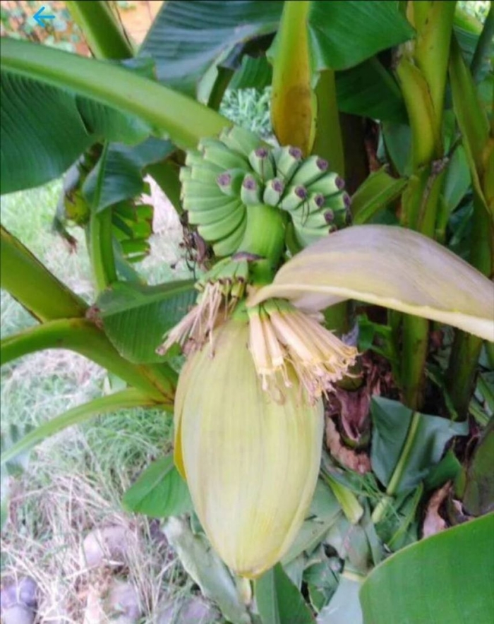 Банановая пальма в сочи