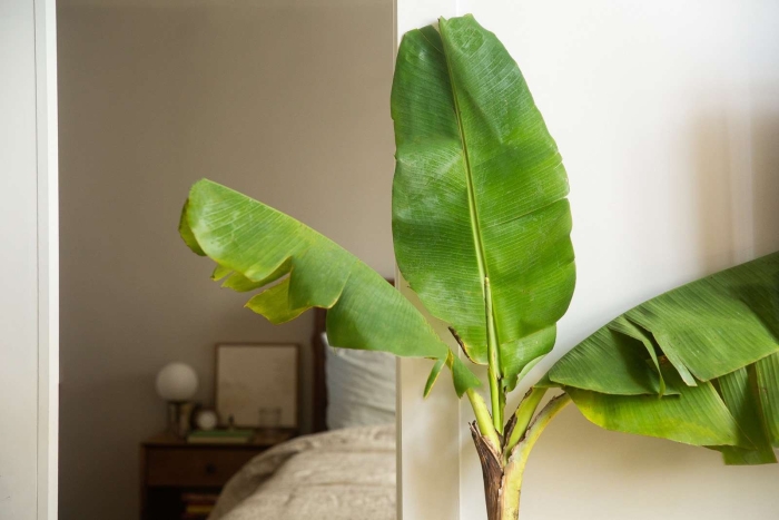 Банановое дерево в домашних условиях