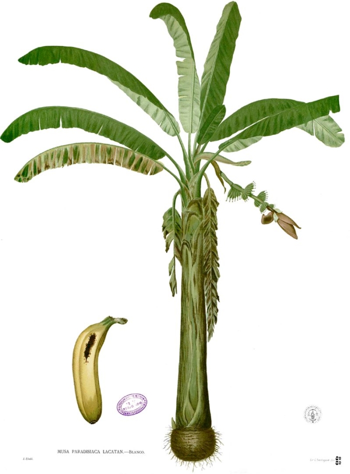 A banana tree