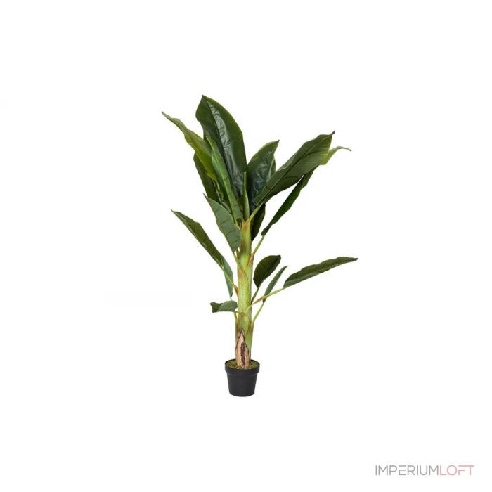 Банановый куст