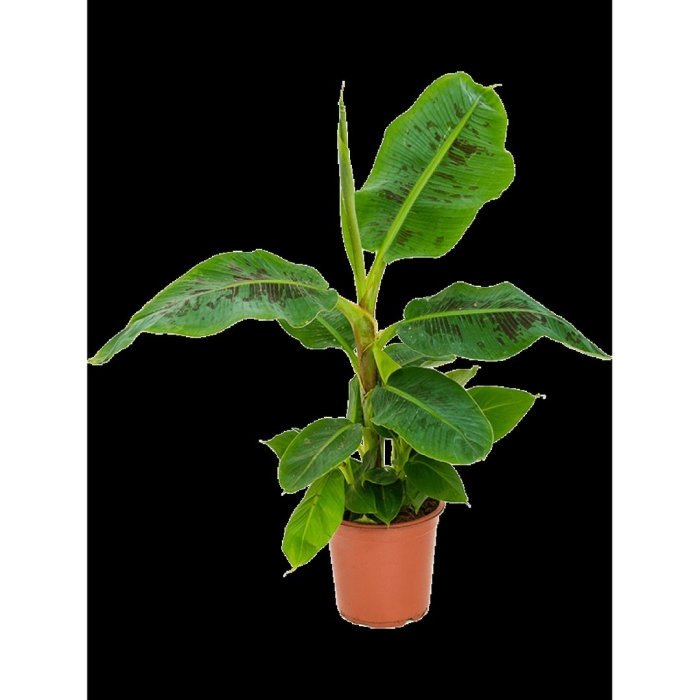 Банановая пальма муса