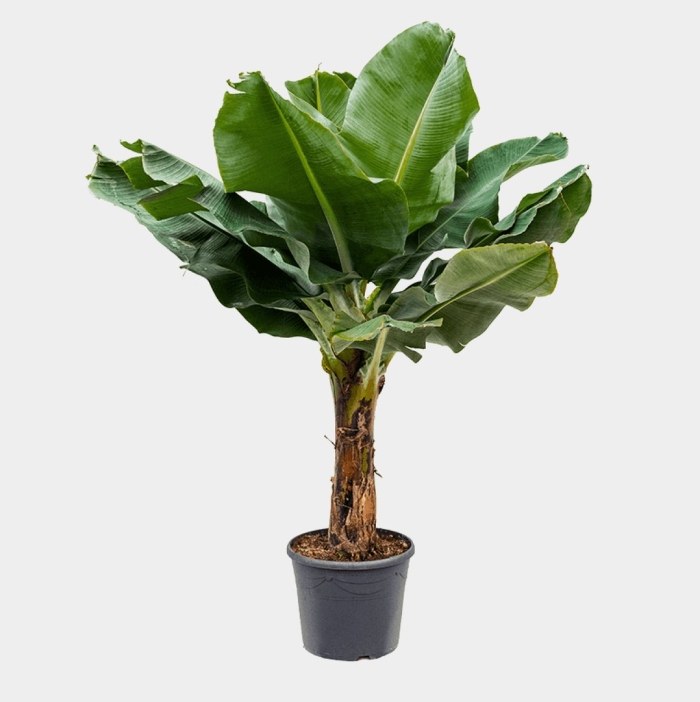 Банановая пальма муса