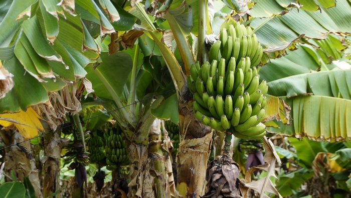 Банановая пальма