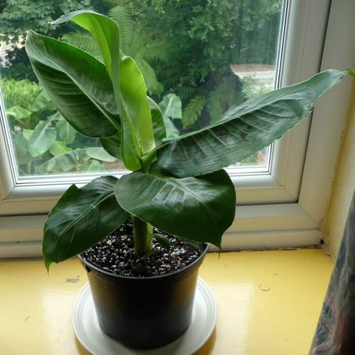 Банан киевский суперкарлик