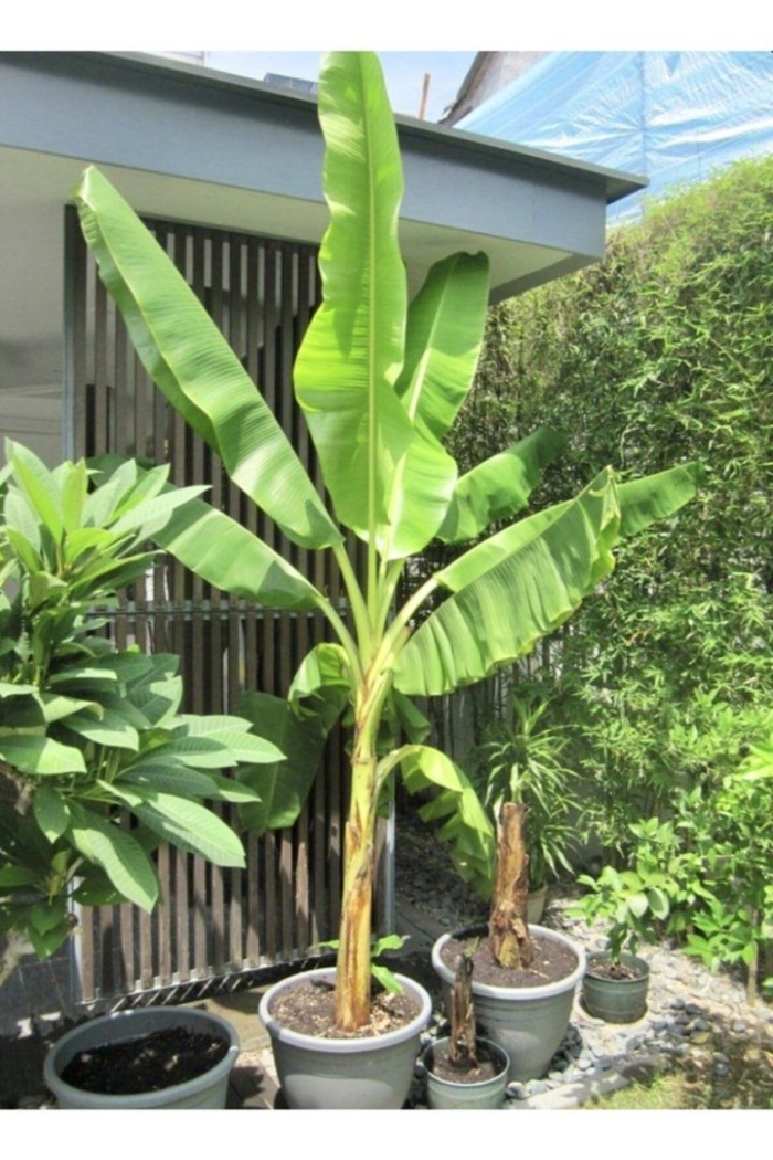 Банановая пальма лоо