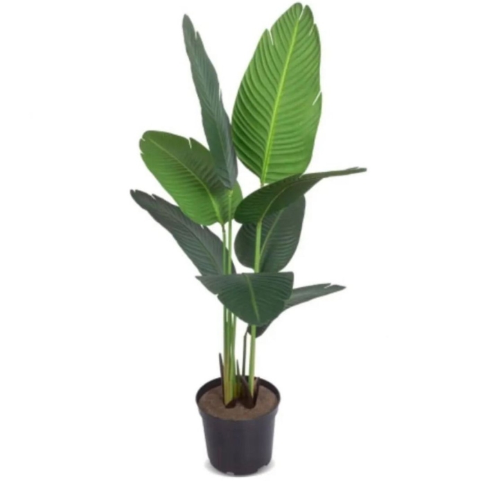 Банановое дерево муса