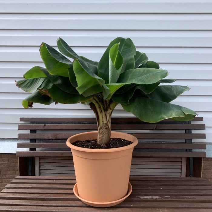 Банановое дерево комнатное