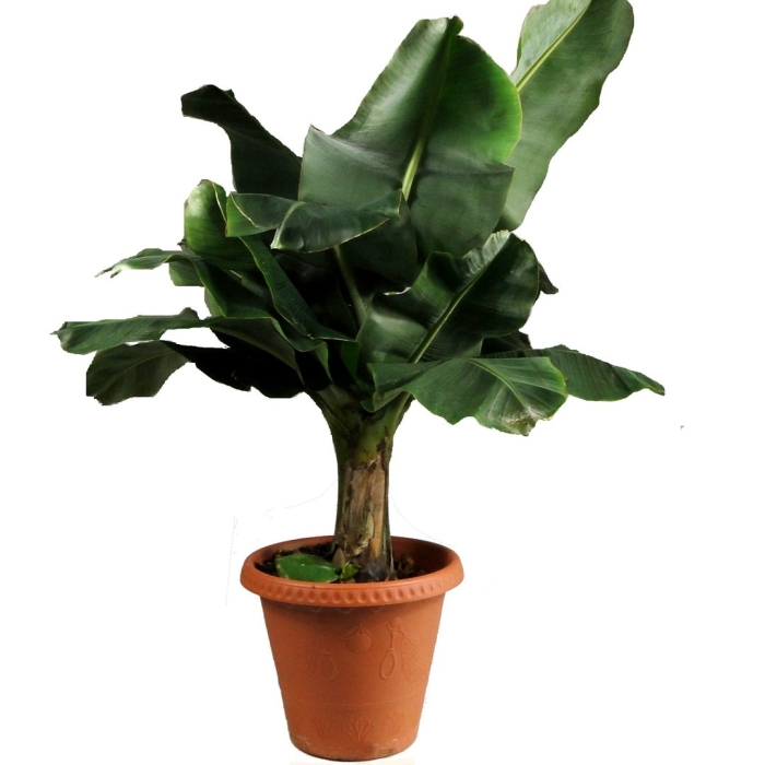 Банановое дерево комнатное