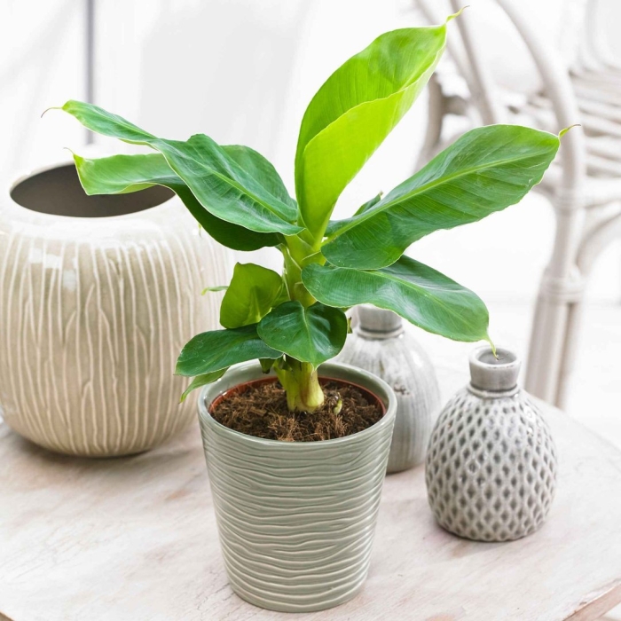 Банан musa tropicana