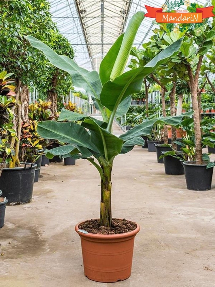 Муса тропикана