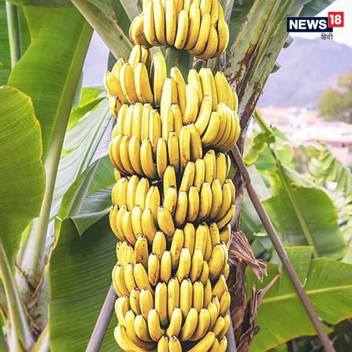 Банановое дерево