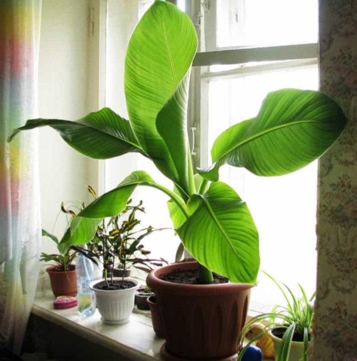 Банан пигмей