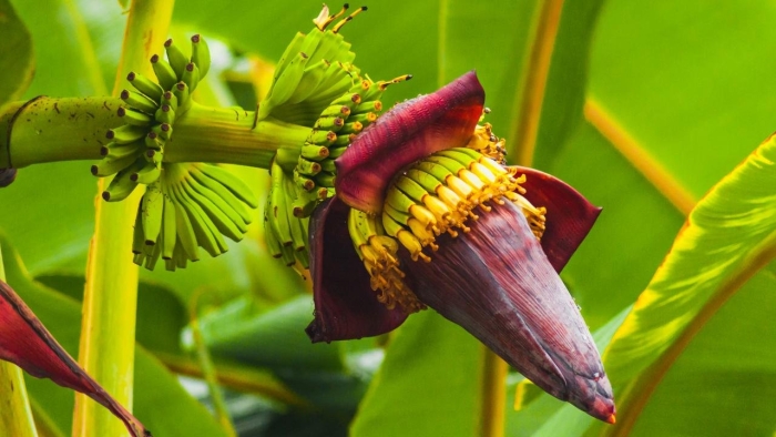Банановая пальма цветет