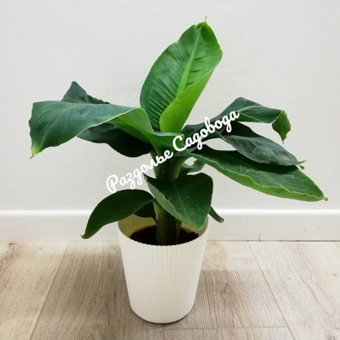 Банановая пальма домашняя