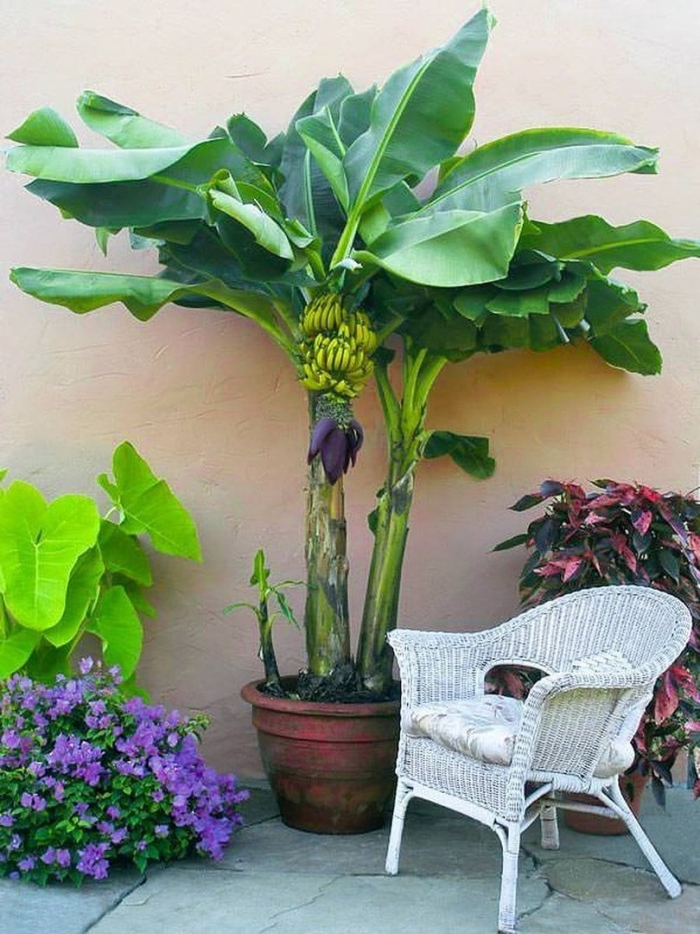 A banana tree