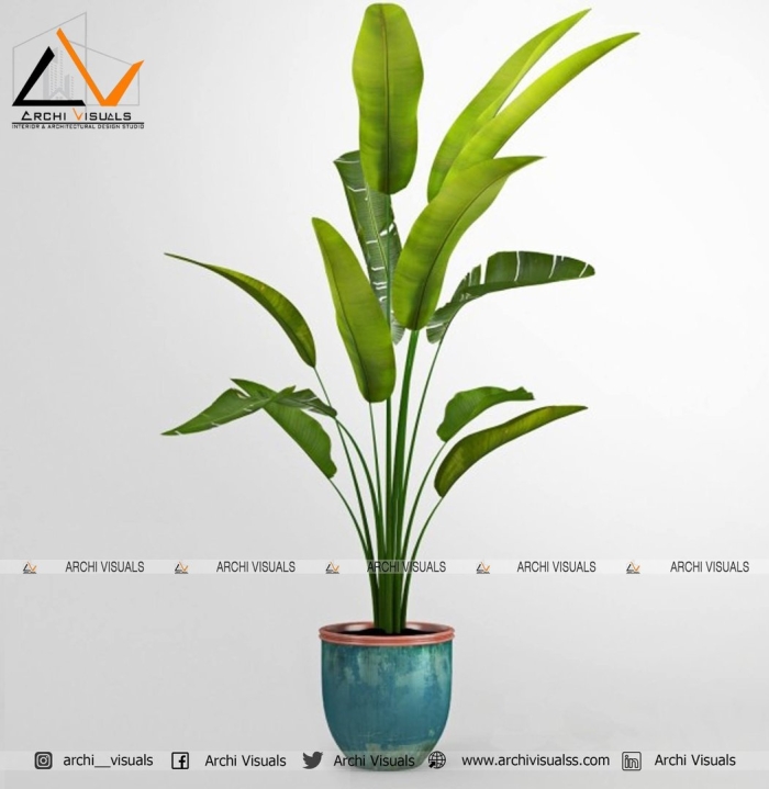 Банановая пальма комнатная