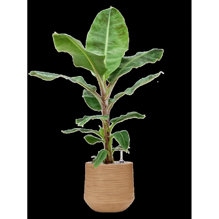 Банан кавендиш карликовый