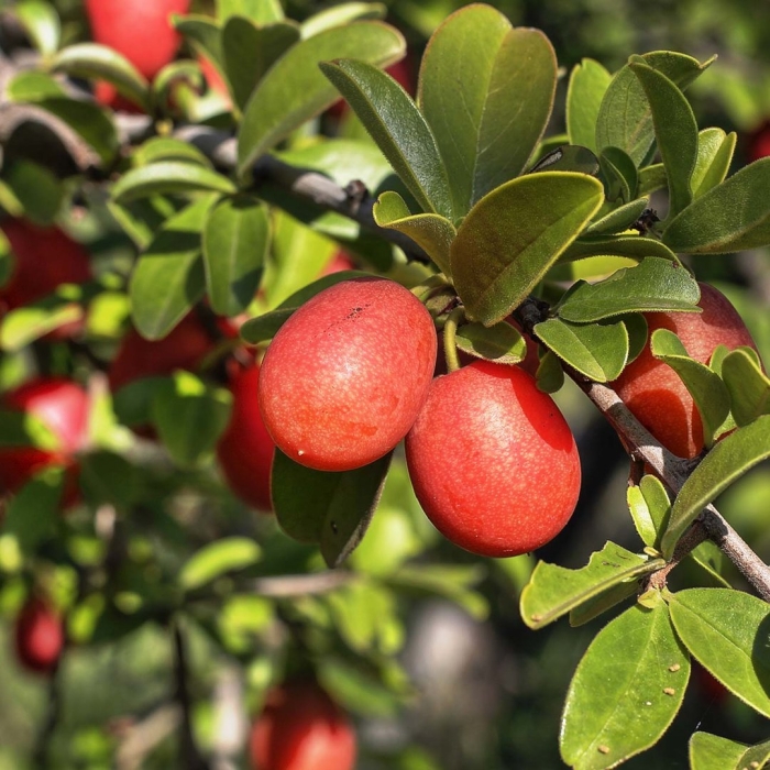 Synsepalum dulcificum