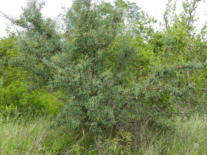 Pittosporum multiflorum
