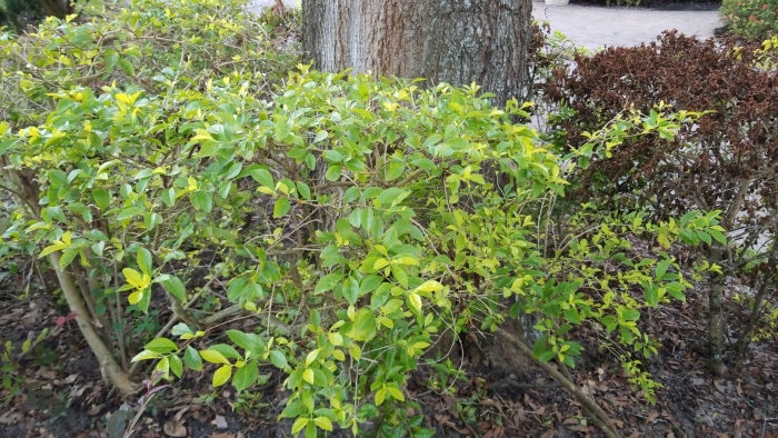 Жимолость стендиша