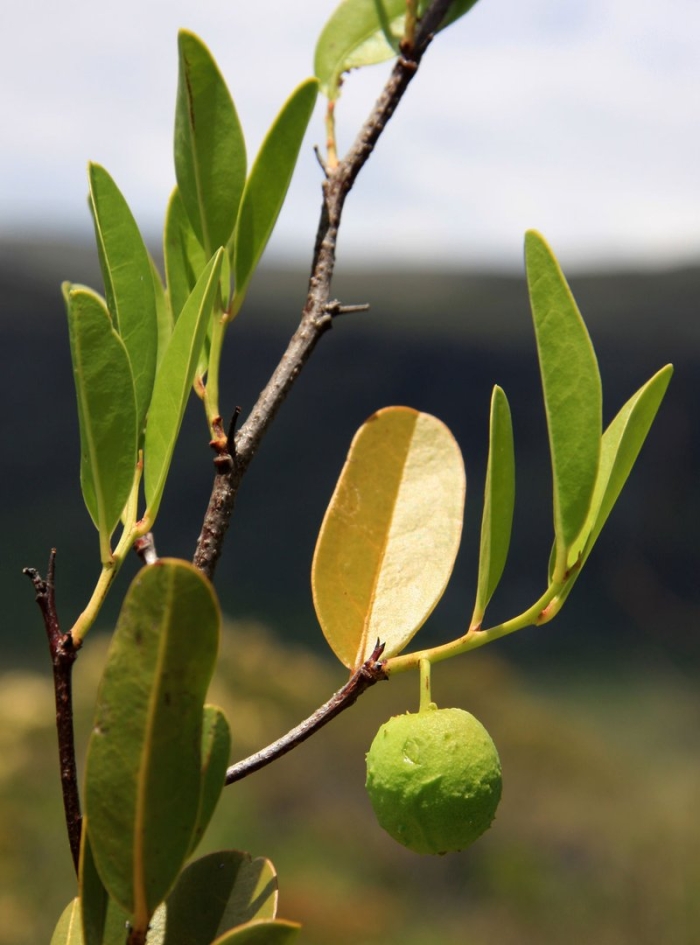 Atalantia monophylla albomarginata