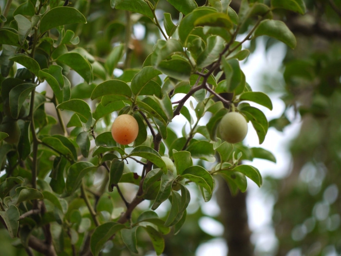 Дерево алыча