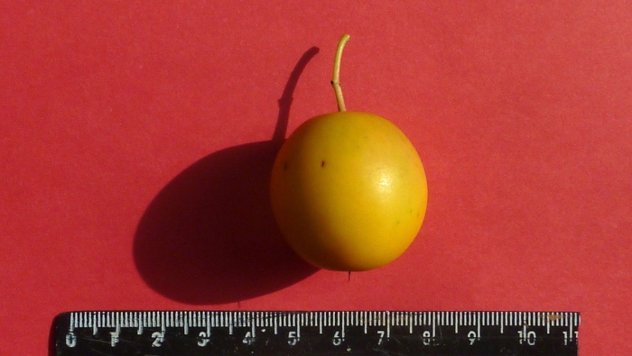 Слива мирабель желтая