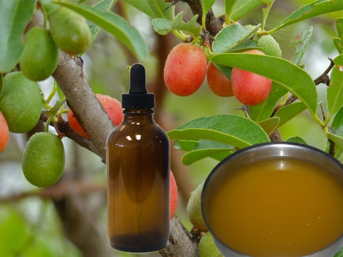 Зизифус та-ян-цзао